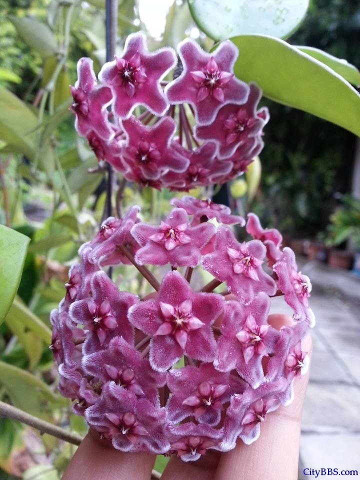 清迈皇家花博会 Royal Flower Flora 