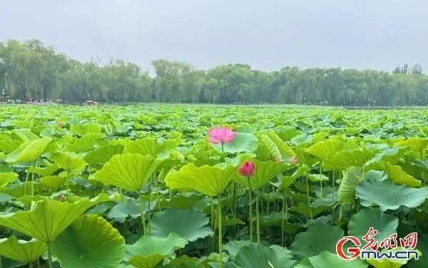 圆明园第三十届荷花节开幕